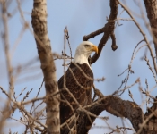 2015 12 19 Eagles 007